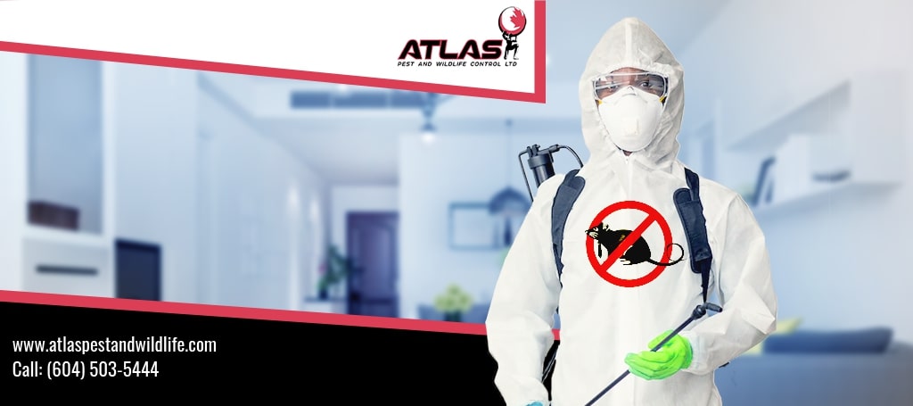 Atlas Pest & Wildlife Control