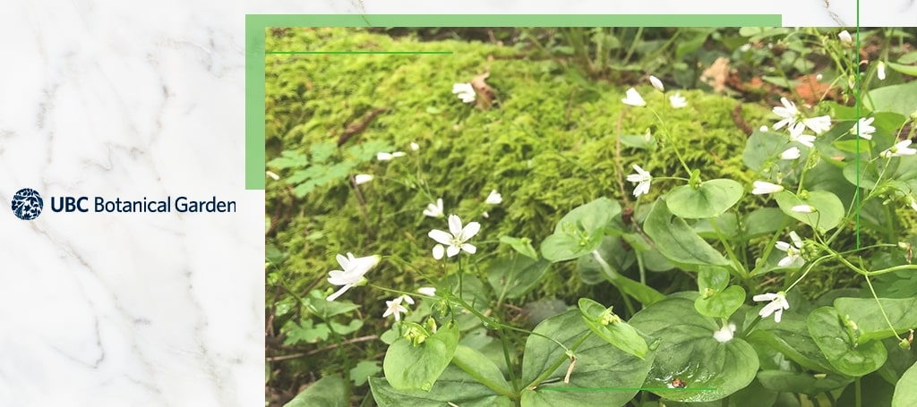 Nitobe Memorial Garden