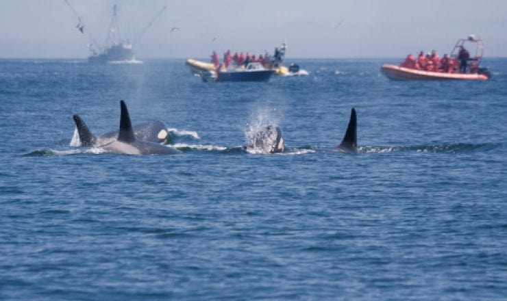 Join the Vancouver Island Whale Watch