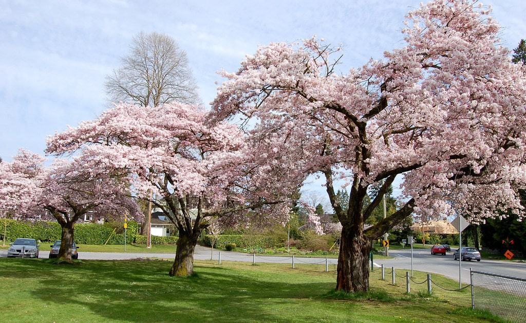 Maple Grove Park