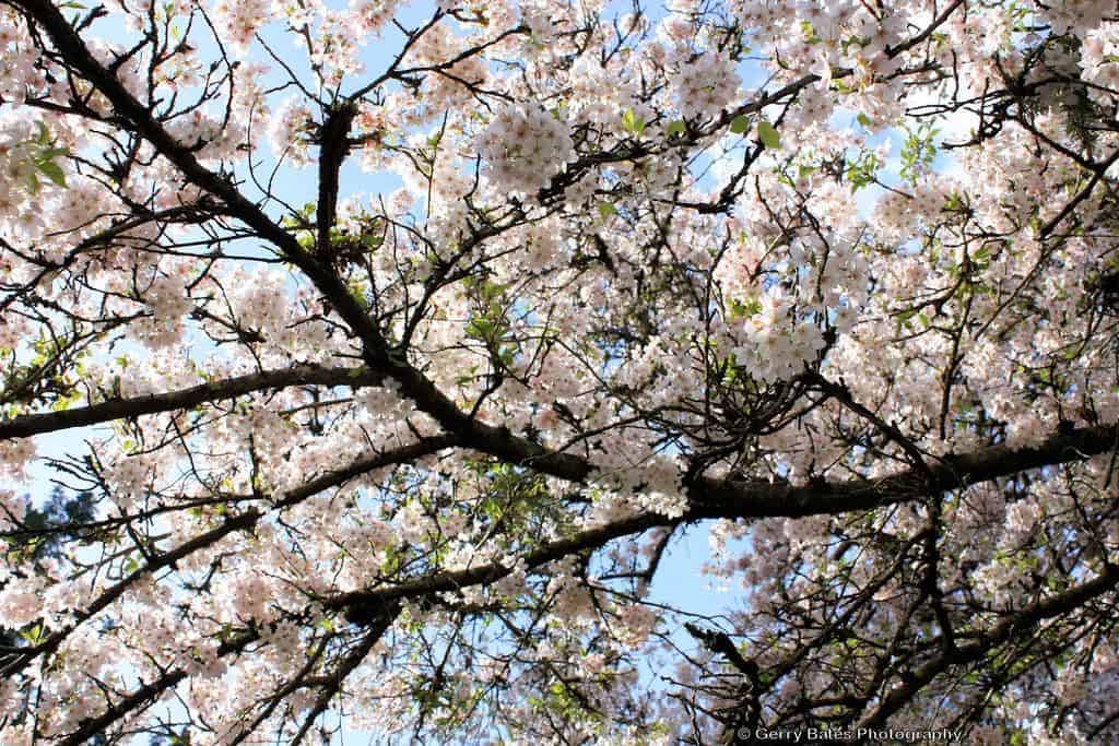 Gaze at Cherry Blossom Trees at the VanDusen Botanical Garden