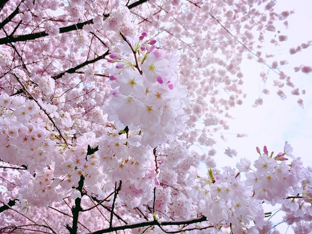 Gaze at Cherry Blossom Trees at the VanDusen Botanical Garden