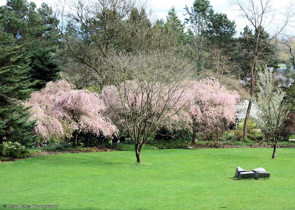 Gaze at Cherry Blossom Trees at the VanDusen Botanical Garden