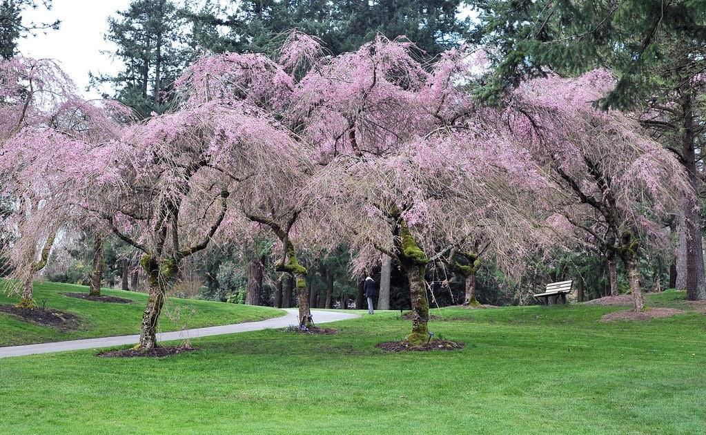 Gaze at Cherry Blossom Trees at the VanDusen Botanical Garden