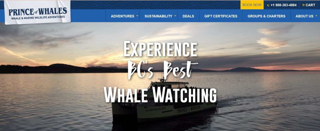 Go on a Whale Watching Tour