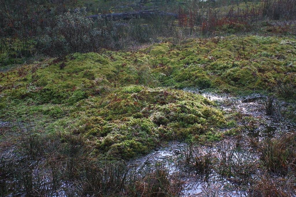 Camosun Bog