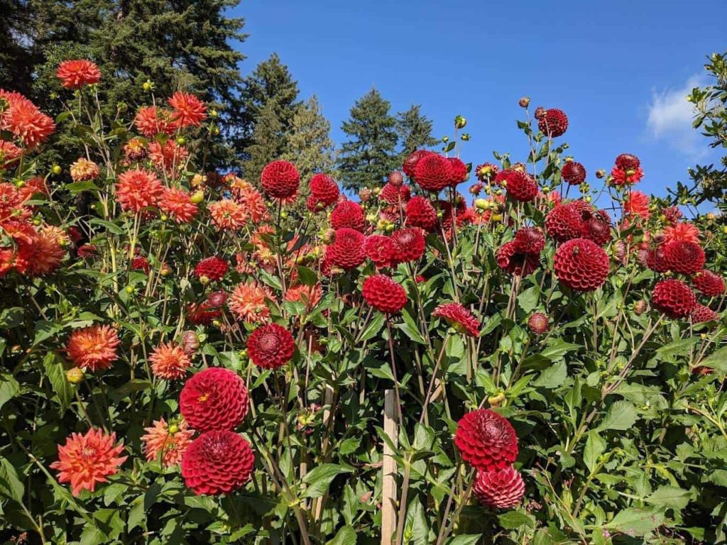 Drop by the Stanley Park Gardens