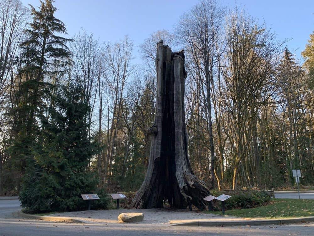 Have a Picnic beside the Hollow Tree