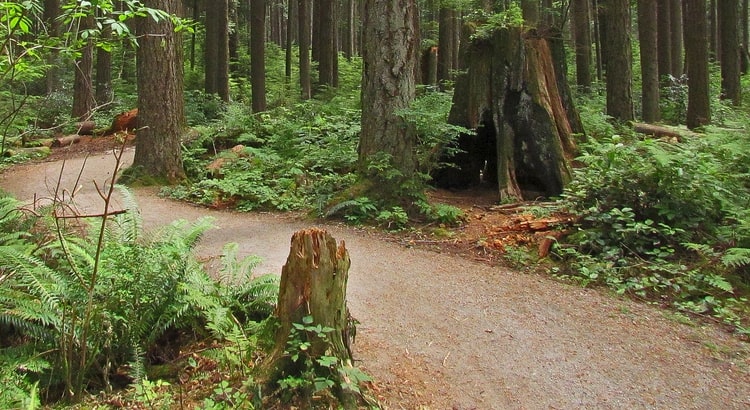 Salish Trail