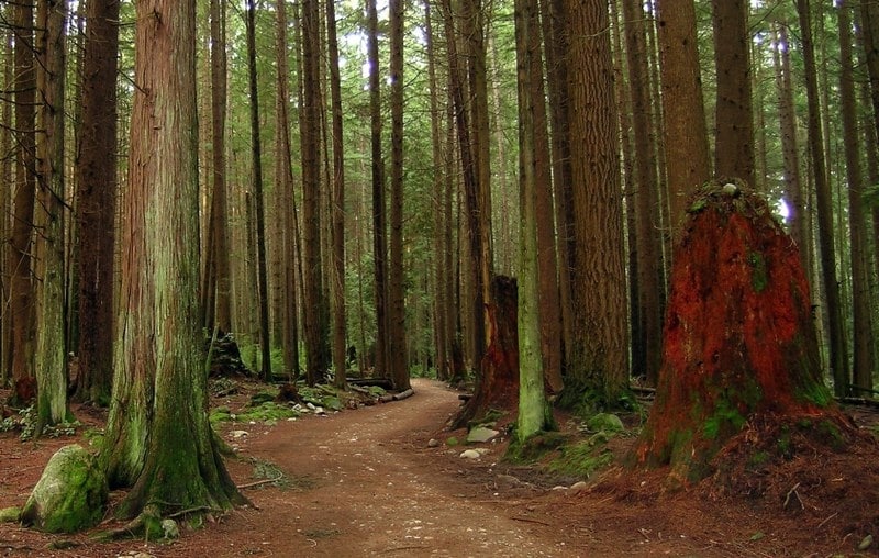 Salish Trail