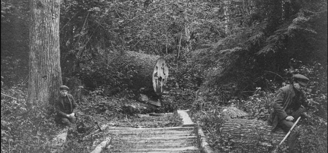 The Stanley Park trails used to be logging skid roads