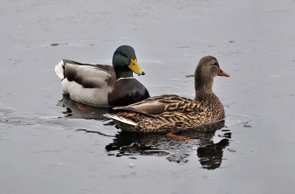 Unwind and Go Birdwatching at Mill Lake Park