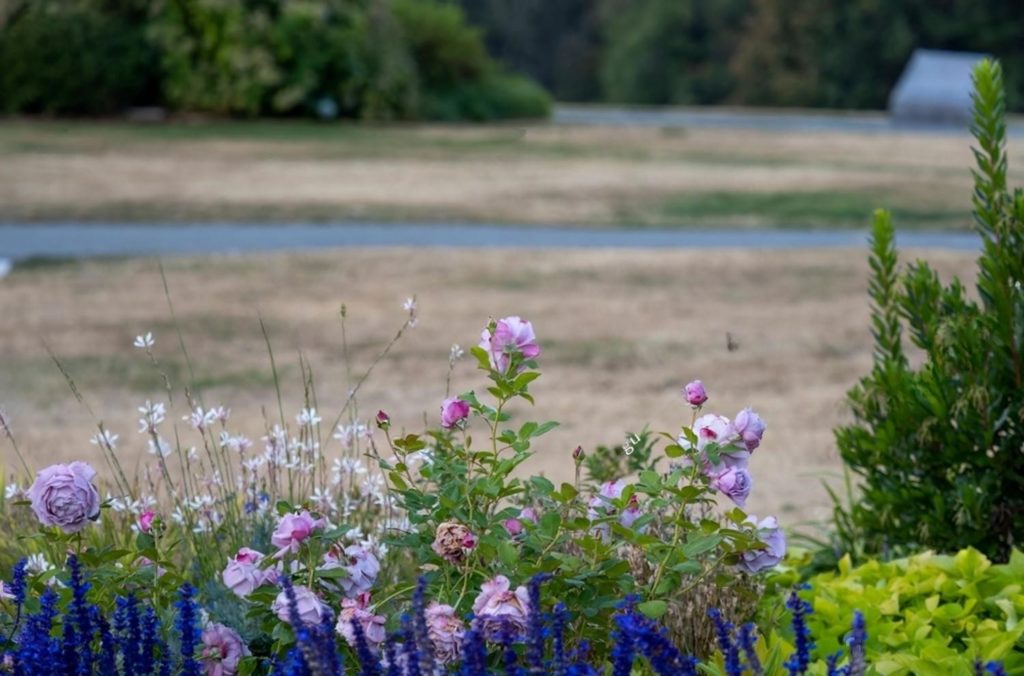 Centennial Rose Garden