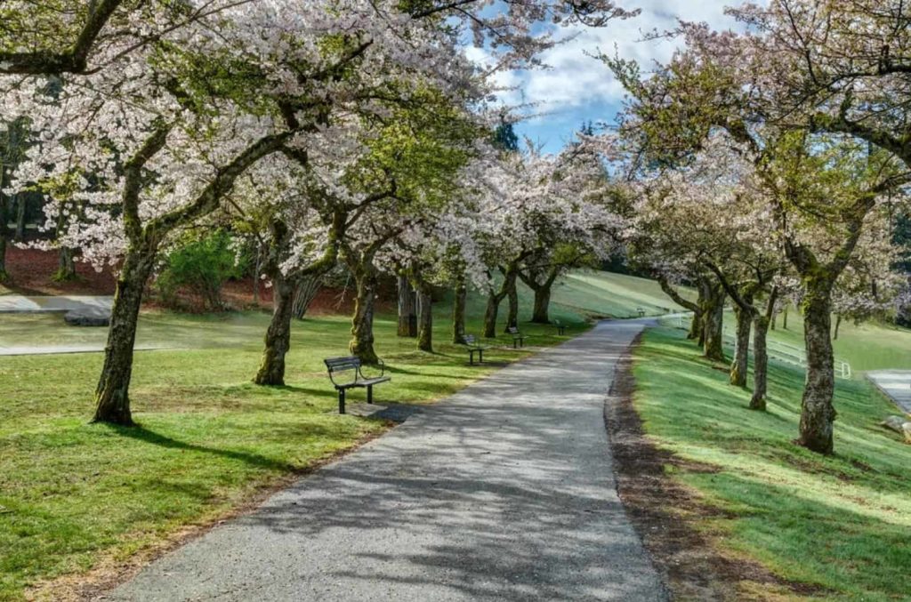 Cherry Blossoms in Spring