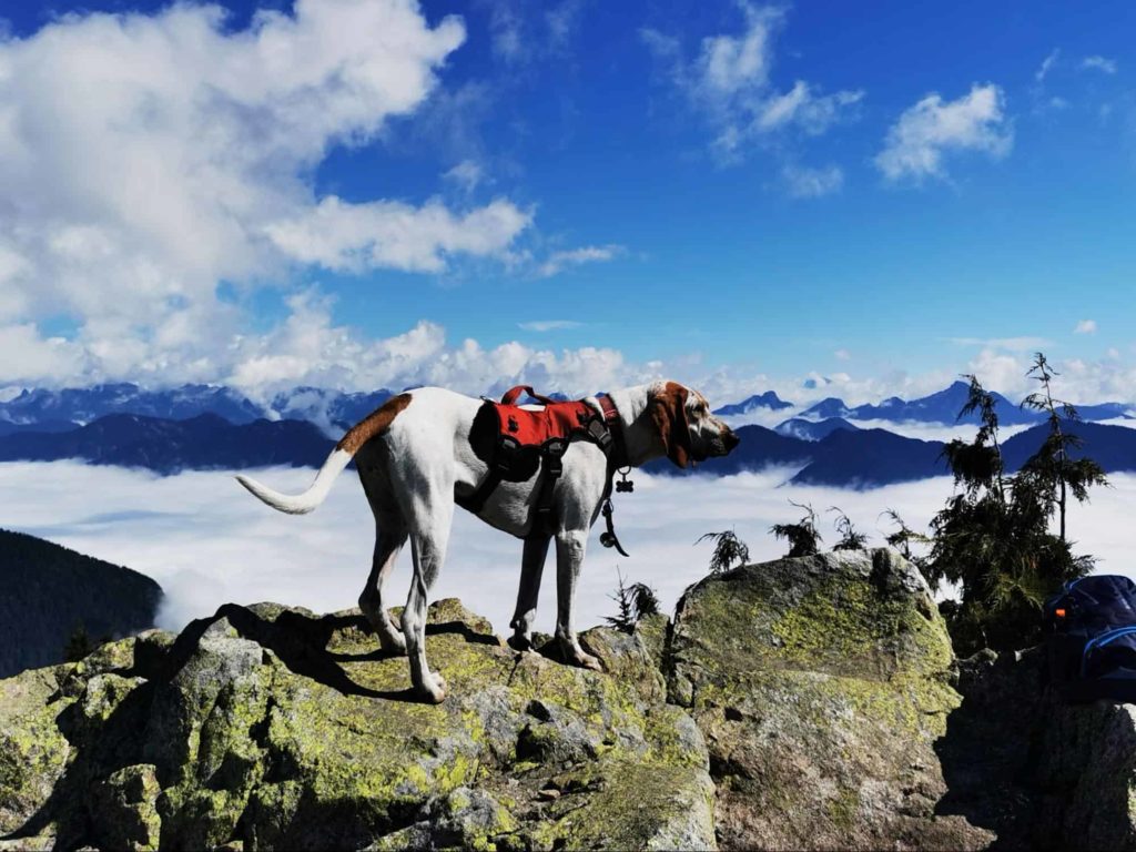 Dog Mountain on Mount Seymour