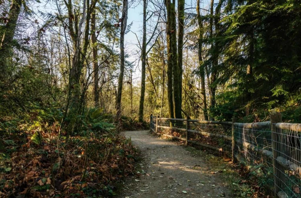 Forested Trails