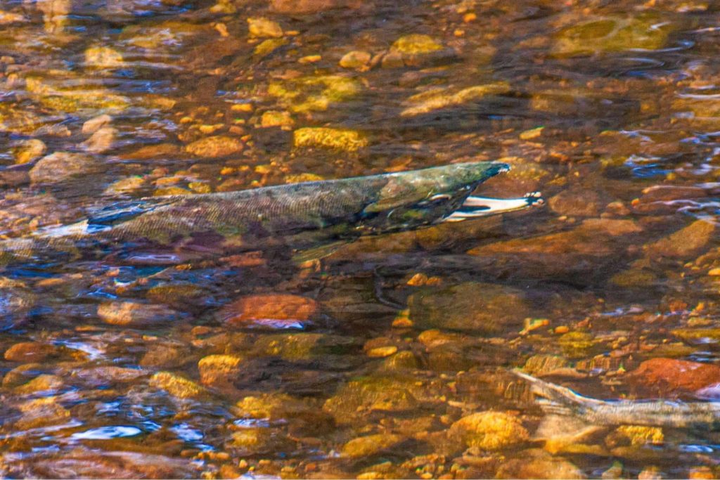 See the Salmon at the Terminal Creek Fishway and Hatchery