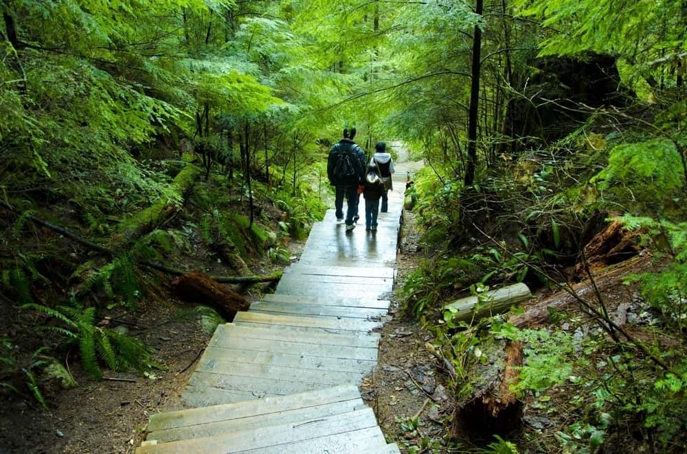 Things to Know about Lynn Canyon Park