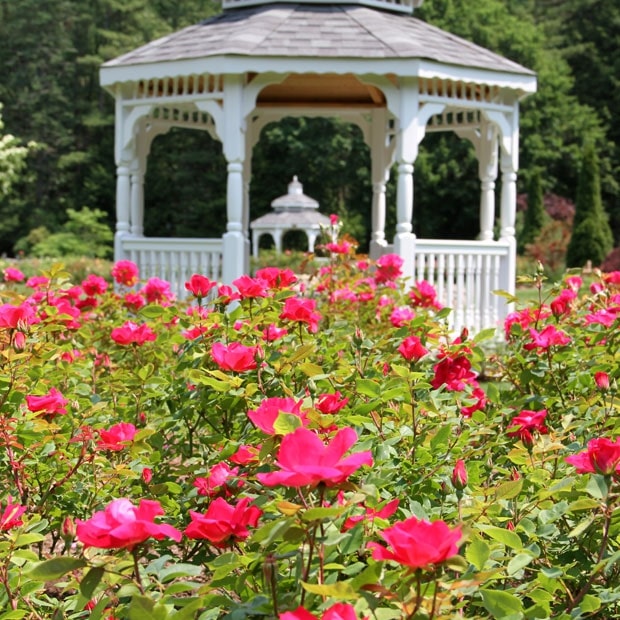 Stanley Park Rose Garden